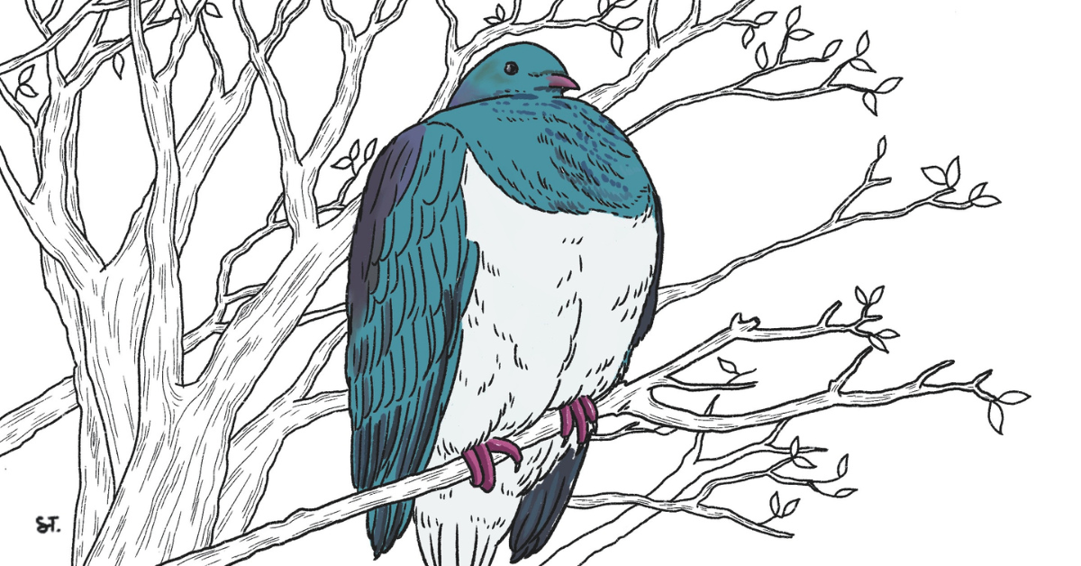 A kereru, a plump New Zealand bird, sitting on a branch